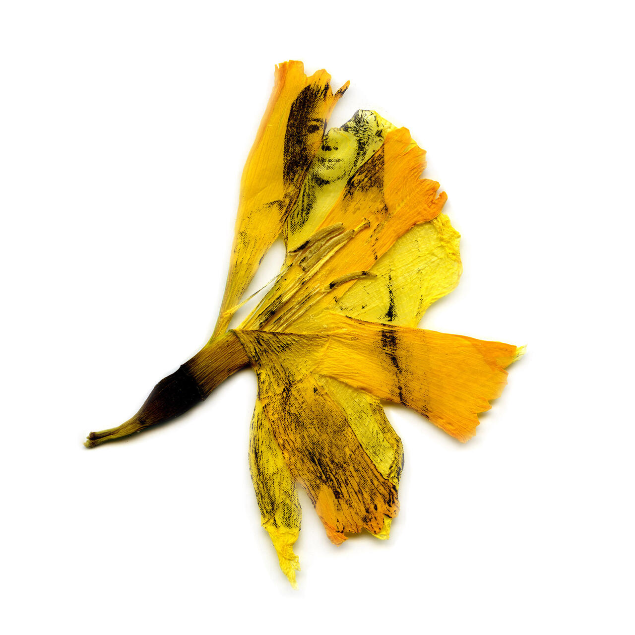 specimen010